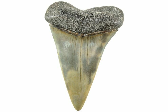 Fossil Broad-Toothed Mako Shark Tooth - North Carolina #235196